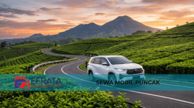 Toyota Innova putih sewa mobil Puncak Bogor di jalanan perkebunan teh